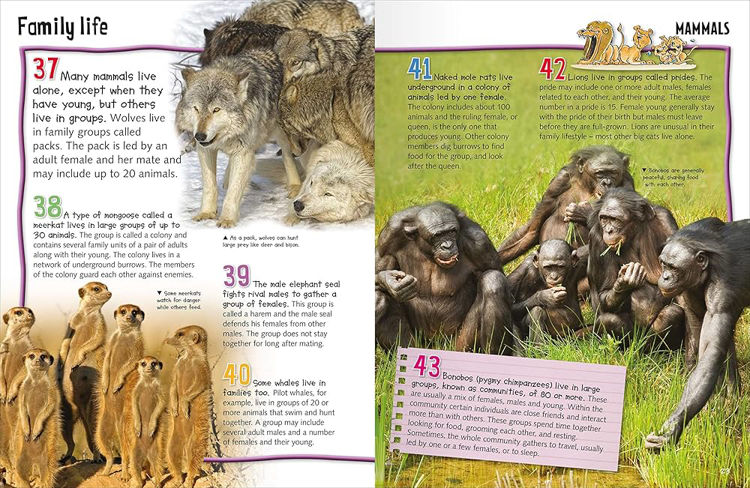 Picture of 3416 WILD ABOUT ANIMALS